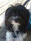 Pip (retired) (Entaya Casola Kootenay Pippa)