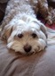 Rupert (Honorary uncle and pet) (Rupert)